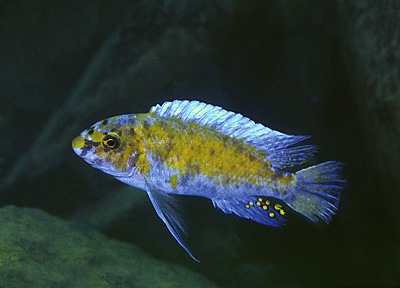 Labeotropheus trewavasae 'Charo'
